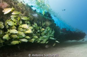 shallow reef life,Playa del Carmen by Antonio Venturelli 